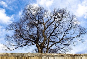najstarije stablo na svijetu