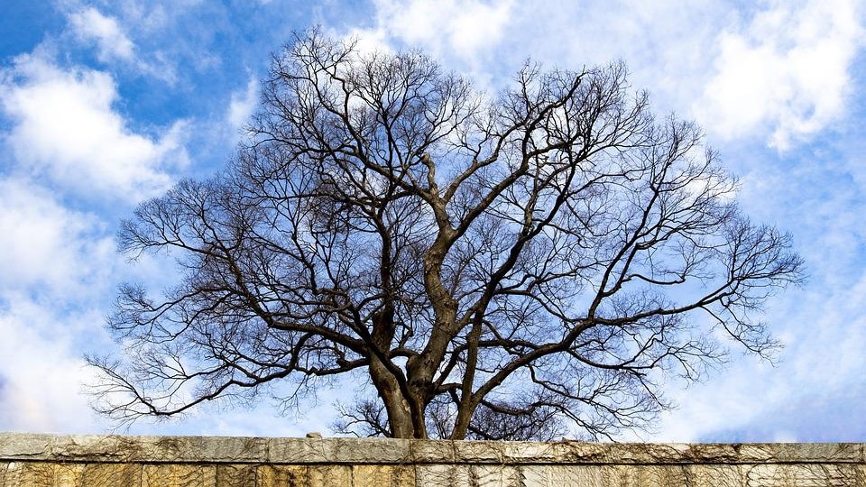 najstarije stablo na svijetu