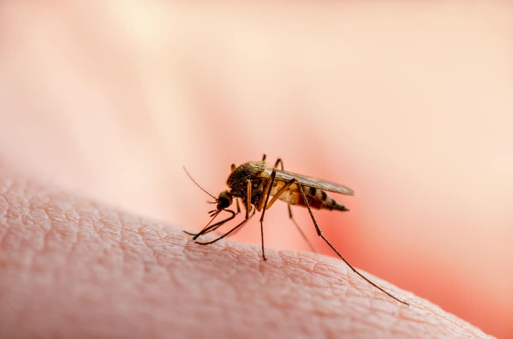 Kako se riješiti komaraca? (10 efikasnih načina)