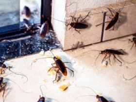 Kako se riješiti žohara? 18 savjeta za učinkovito uklanjanje
